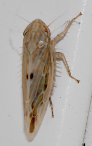 Mocydiopsis sp.